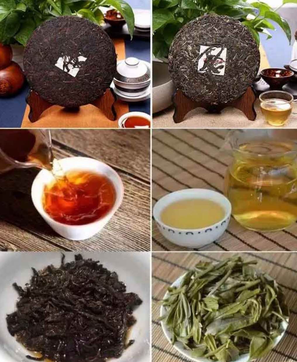 1559697745663809.jpg 喬木熟茶圖.jpg